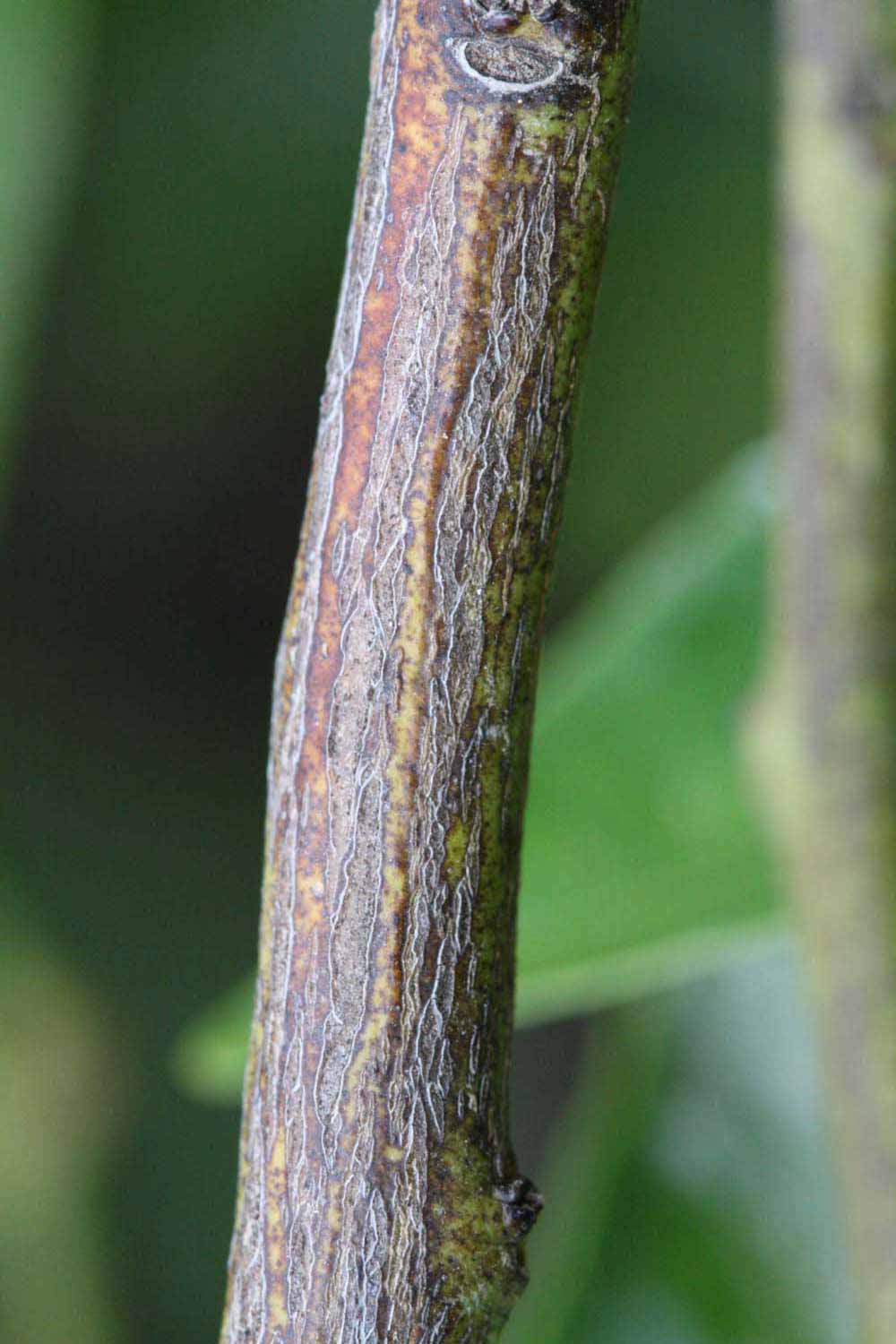              Second - third year twig (Kinokuni, Riverside, CA)       